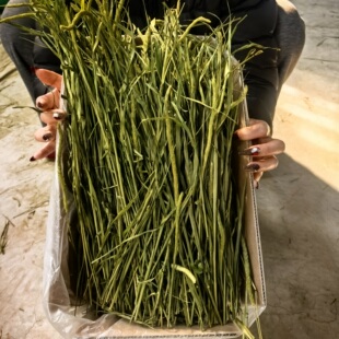 岷草优【宠粉】烘干提摩西草兔子兔粮豚鼠荷兰猪磨牙提摩西草干草