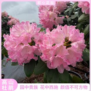 进口名贵高山杜鹃花盆栽耐寒室外阳台庭院观花植物花卉花中西施