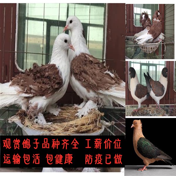 观赏鸽凤尾,观赏鸽品种,100万元观赏鸽图片(第8页)_大山谷图库