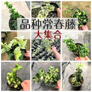 赵小姐进口稀有品种常春藤雪莹蝴蝶白雪姬雪之妖精伊芙小叶月光灯