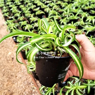 赵小姐【卷叶吊兰】油画白玉金心金边法国女郎卷发毛卷边垂吊盆栽