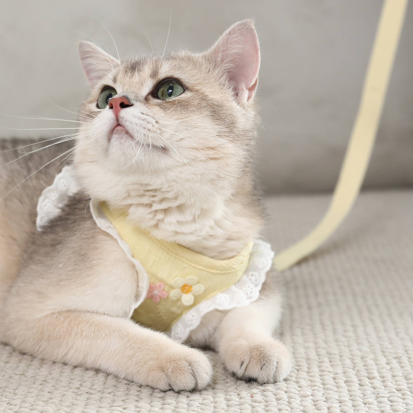 猫咪牵引绳防挣脱宠物胸背带小狗狗背心衣服透气外出遛猫绳猫绳子