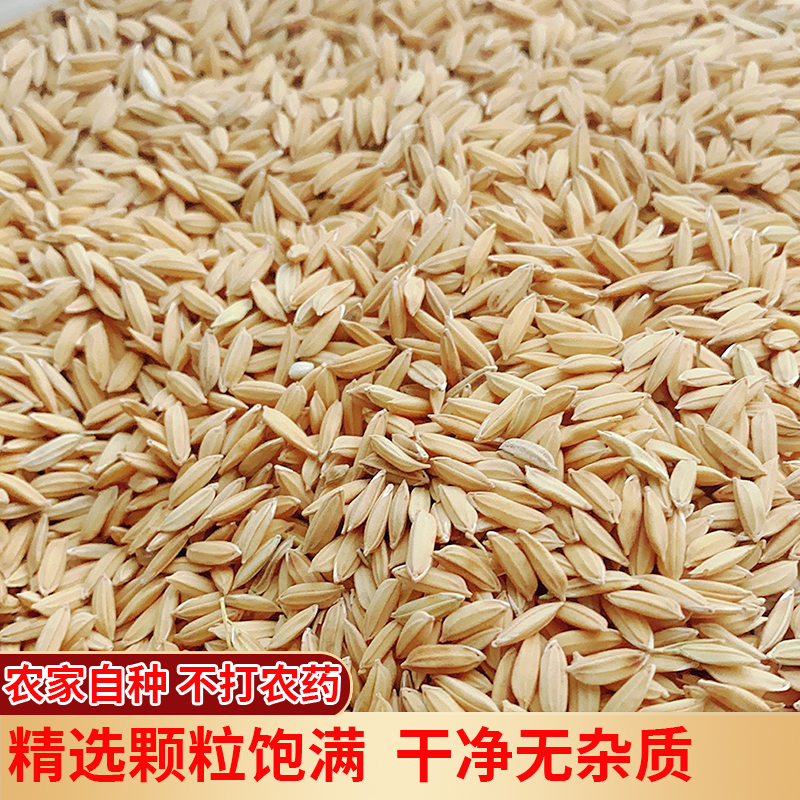 当季新货晒干稻谷水稻糯稻谷带壳喂鸡鸭饲料可种做种子