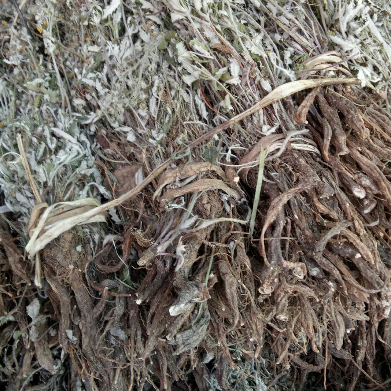 【整颗带根】翻白草 免邮 野生正品 500g 干品配地骨皮辅助降糖茶