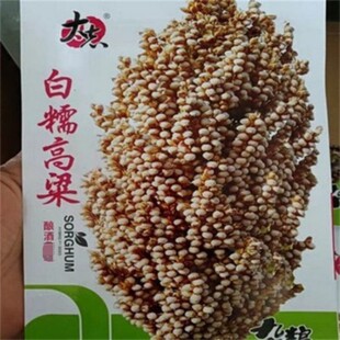 白糯高粱红高粱种子酿酒糯高粱种籽春季高杆矮杆高产抗旱食用高粱