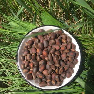 红松种子可食用松籽树苗海松果松韩松红果松朝鲜松东北松子树种子