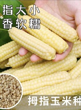 云南拇指玉米种籽西双版纳手指玉米种种子 非转基因 可留种
