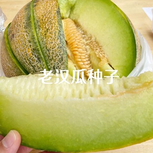 老品种老汉瓜种子耐热超甜香瓜种子早熟高产阳台盆栽水果甜瓜种子
