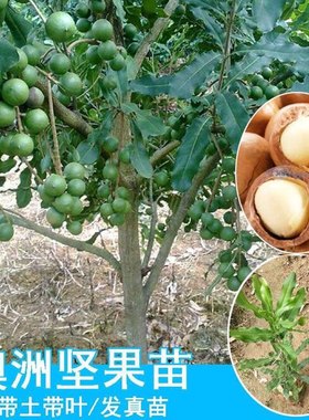 夏威夷种子艾辰园艺种子