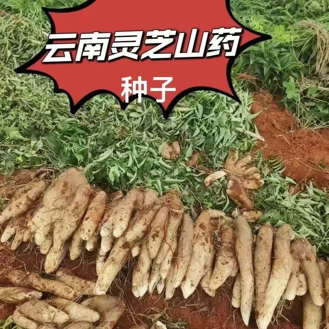 新鲜野生甜糯高山铁棍灵芝山药种子南北方四季种植蔬菜种子