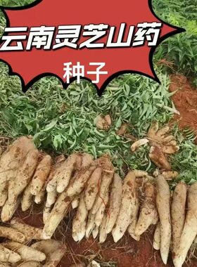 新鲜野生甜糯高山铁棍灵芝山药种子南北方四季种植蔬菜种子