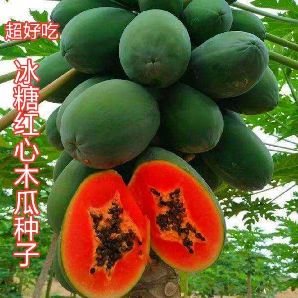 好吃冰糖红心木瓜种子 耐寒香木瓜番青木瓜苗果树种籽四季种高产
