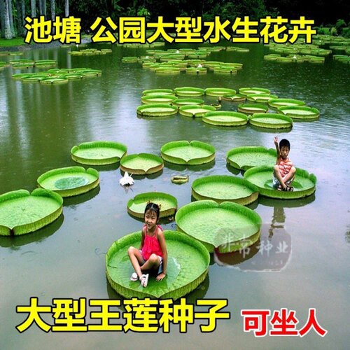 种子睡莲Aichen/艾辰园艺
