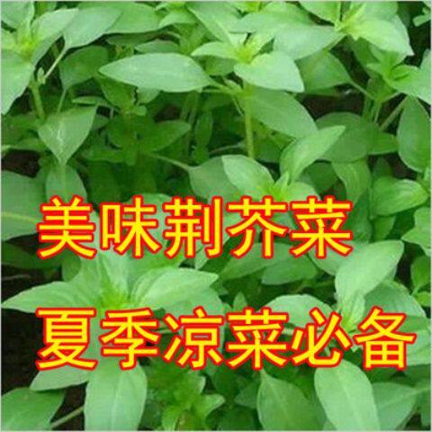 荆芥菜籽 河南大叶荆芥种子菜籽 蔬菜种子四季播荆菜农家田园种籽