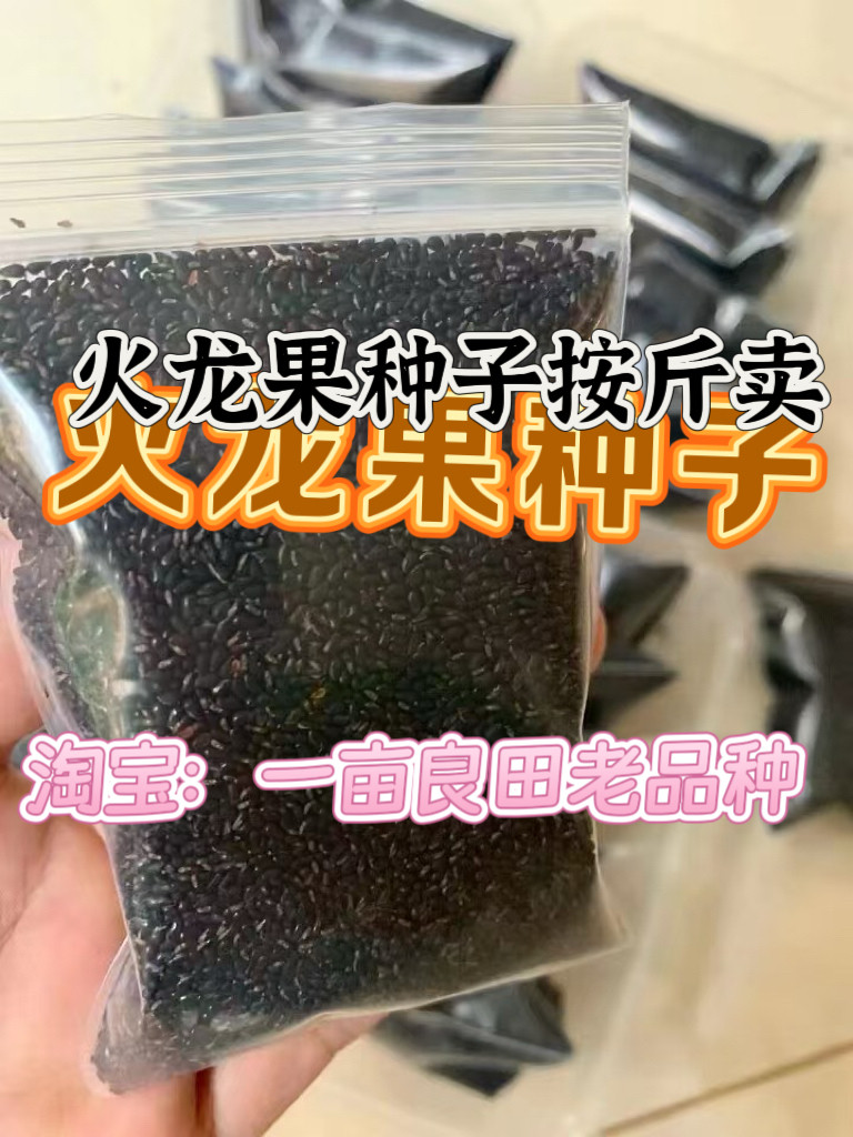 火龙果种子 红心 白心都有 大量现货速发