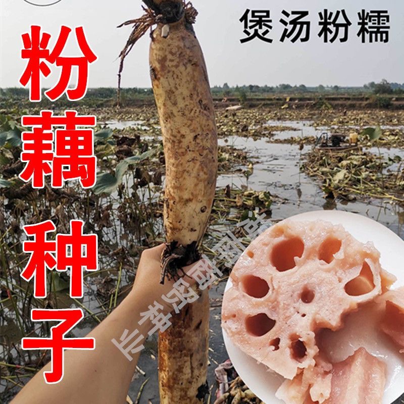 荷花Aichen/艾辰园艺四季