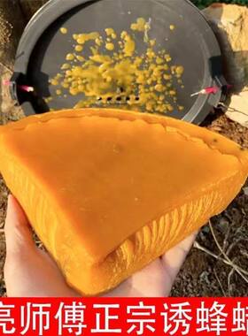 引蜂蜂蜡养蜂诱蜂中蜂诱蜂腊引蜂招蜜蜂野外纯正巢脾蜂巢诱蜂桶