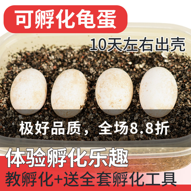 乌龟蛋可孵化受精蛋儿童科学实验diy材料包套餐宠物巴西龟草龟蛋