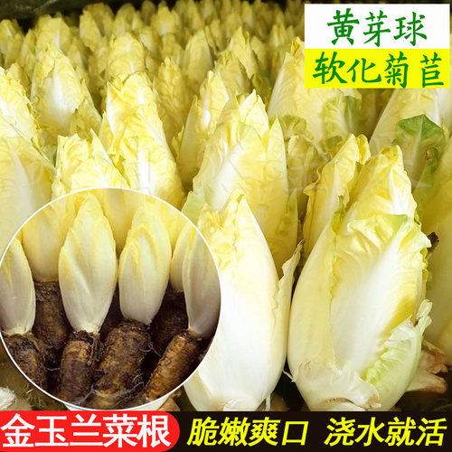 口感脆嫩生长快可盆栽