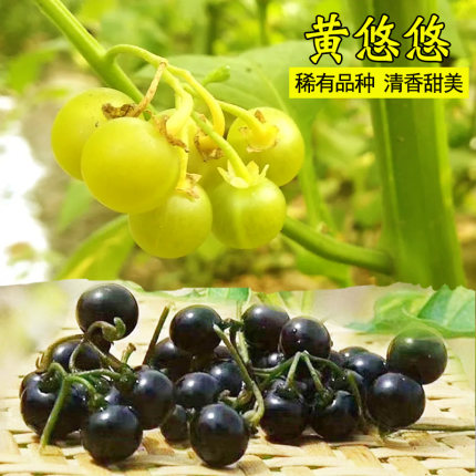 野生龙葵种子黄悠悠种籽天天黑龙葵籽四季播阳台盆栽庭院水果种子