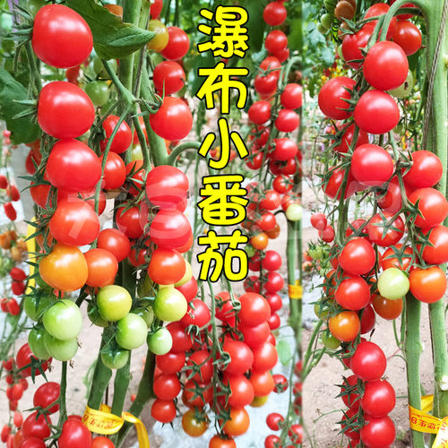 串收四季盆栽阳台水果番茄种子