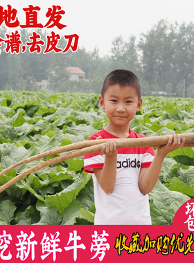 安疗榨汁新鲜黄皮牛蒡根5斤徐州现挖养生药材蔬菜特产原料膀榜旁