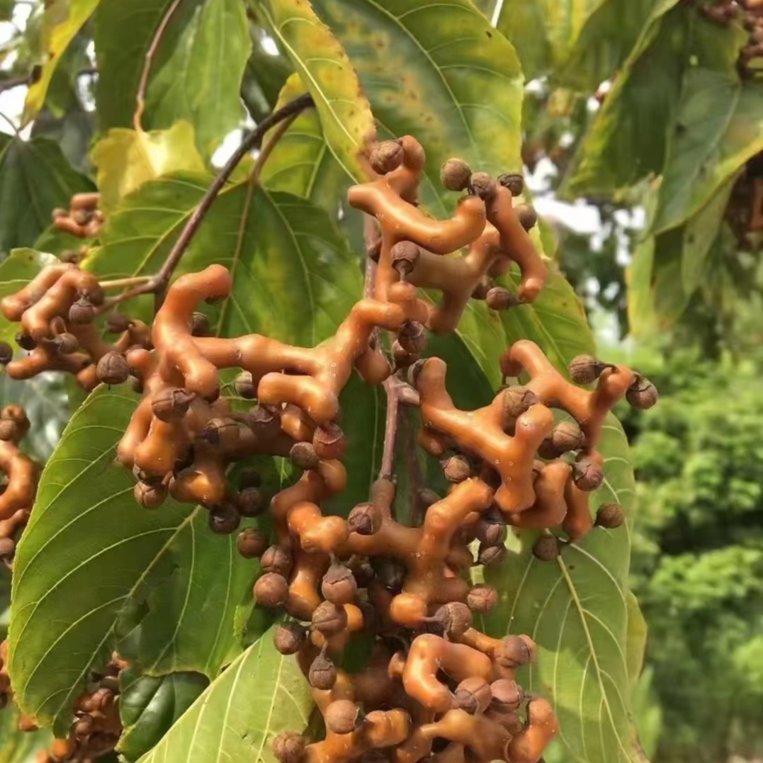 野生新鲜带枝拐枣万寿果鸡爪梨