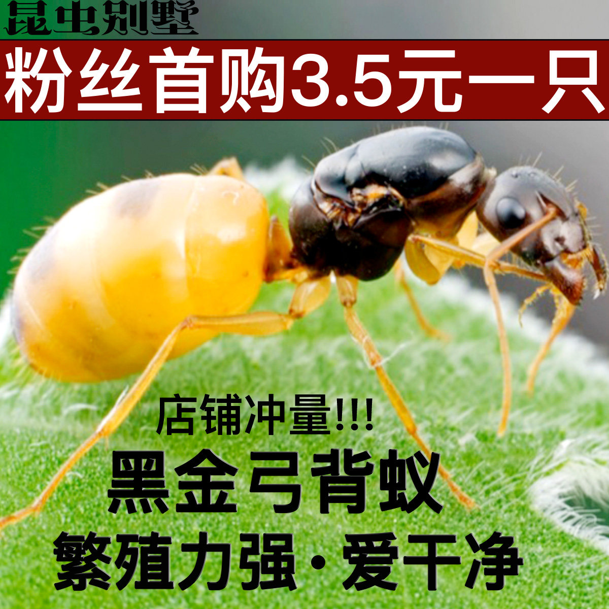 黑金土耳其弓背蚁 宠物蚂蚁 费氏弓背蚁 蚂蚁活体 桌面小宠物