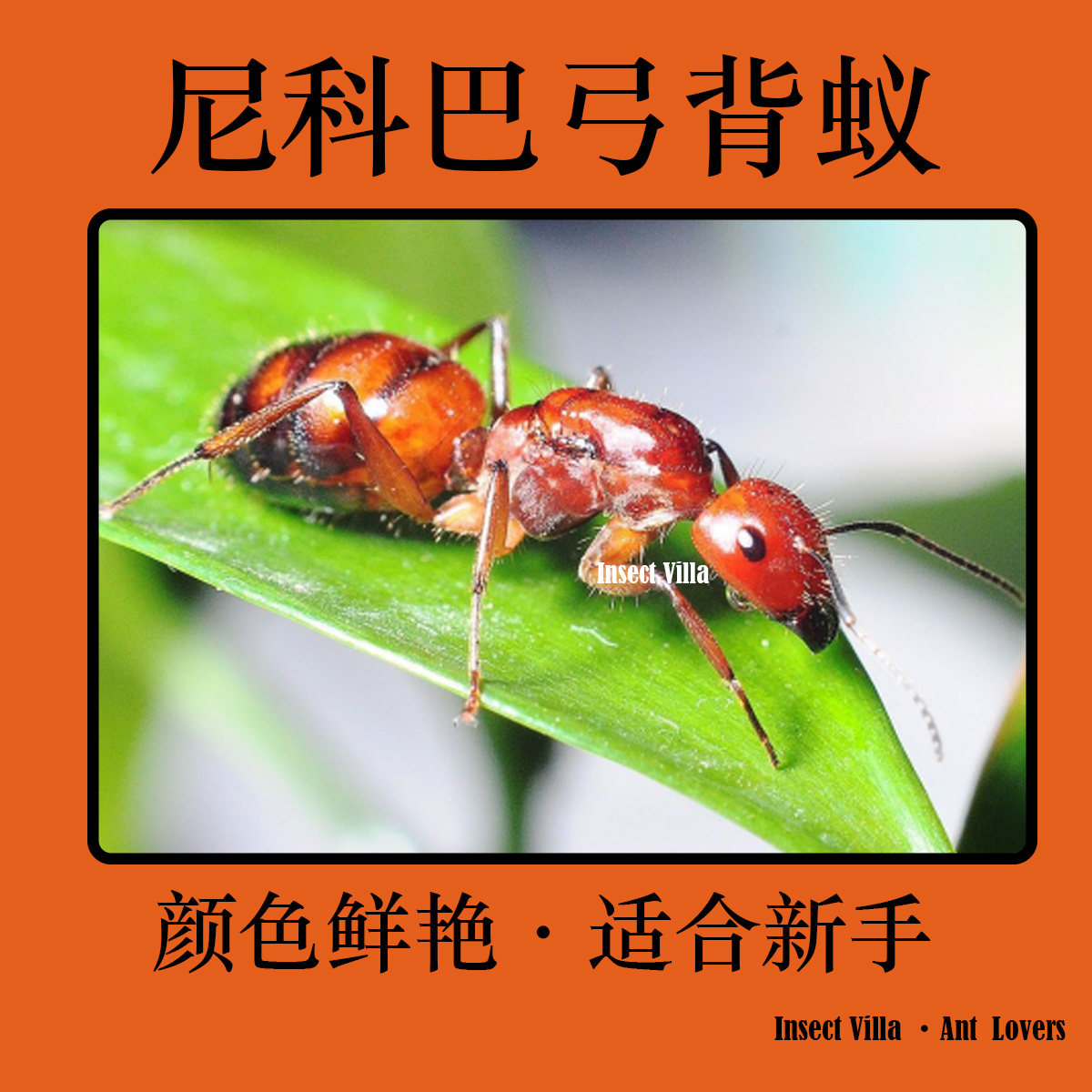 尼科巴弓背蚁 适宜新手 颜色鲜艳好养活 蚂蚁工坊新后 宠物蚂蚁