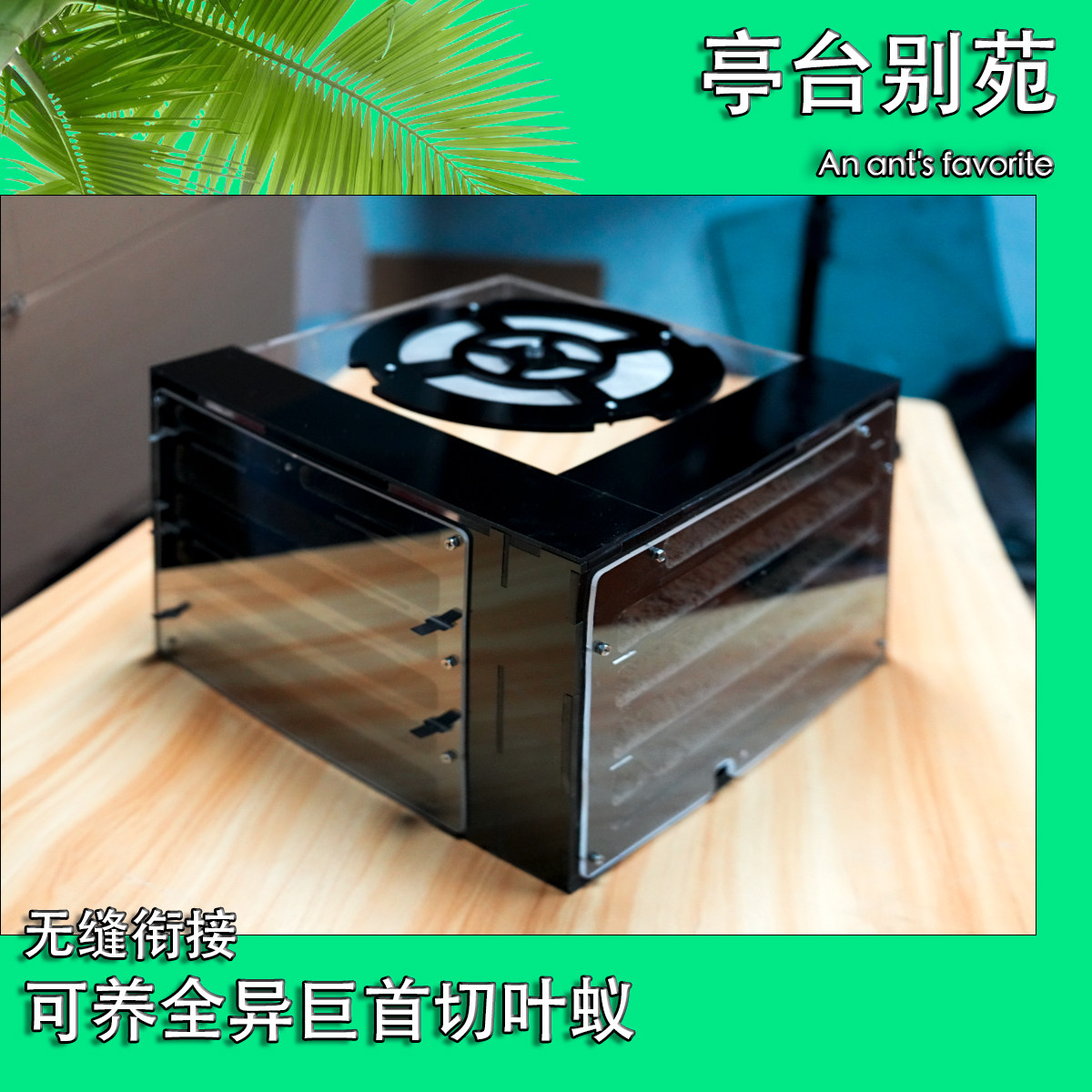 全异切叶蚁铺道蚁微型蚁行军蚁巢放逃逸蚁巢适用微型蚁切叶蚁