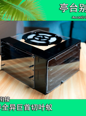 全异切叶蚁铺道蚁微型蚁行军蚁巢放逃逸蚁巢适用微型蚁切叶蚁