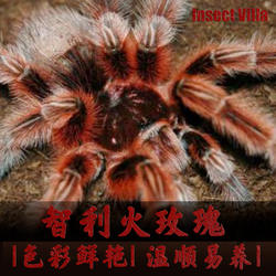 新手入门好养智利火玫瑰1-16厘米温顺蜘蛛网红宠物活体学生饲养