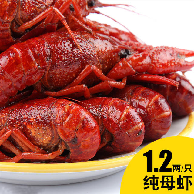 十三香小龙虾纯母虾1.2两/只净重2斤盱眙龙虾纯母虾
