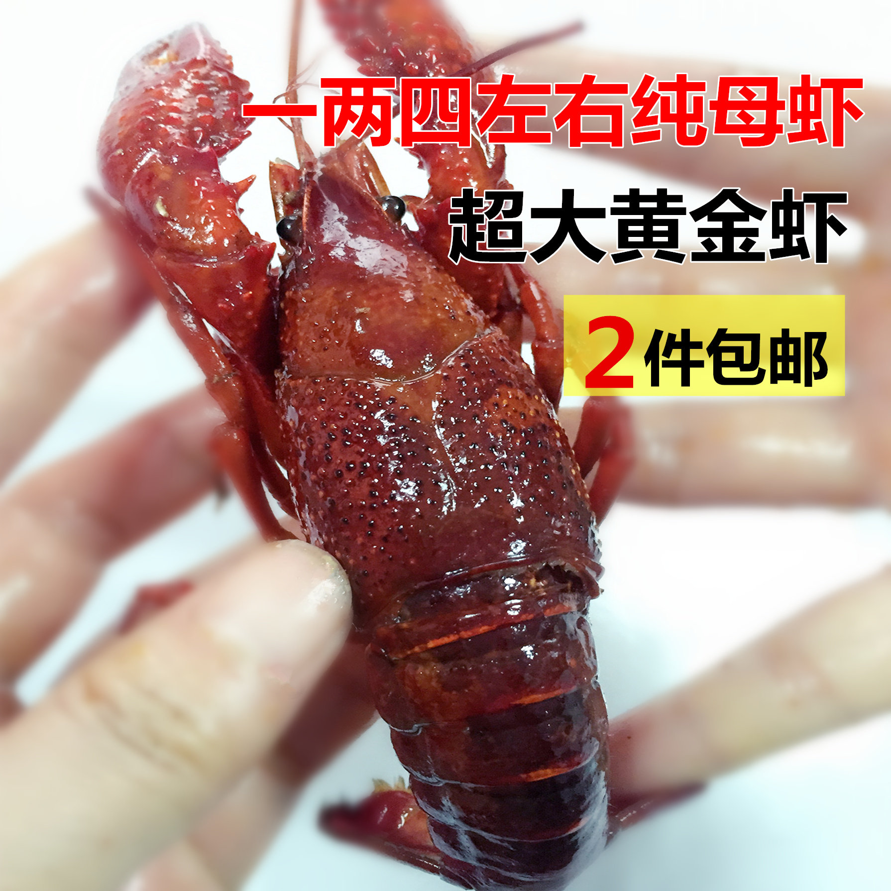 盱眙小龙虾 鲜活麻辣小龙虾 一两三四左右纯母虾 盱眙十三香 熟食