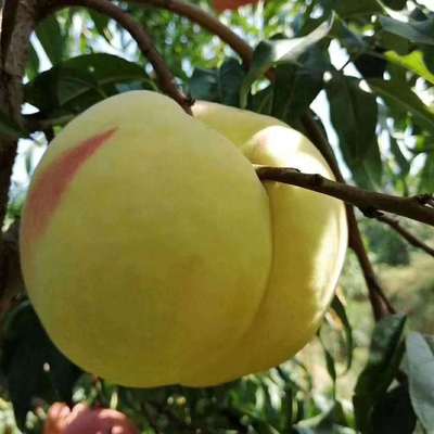 现摘当季正宗肥城大佛桃中华寿桃香甜多汁礼盒装孕妇新鲜水果