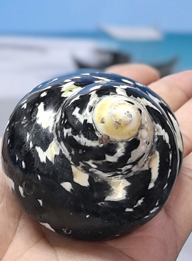 黑金刚蝾螺卷贝壳寄居蟹替换壳 小贝壳海螺壳鱼缸造景水族箱装饰