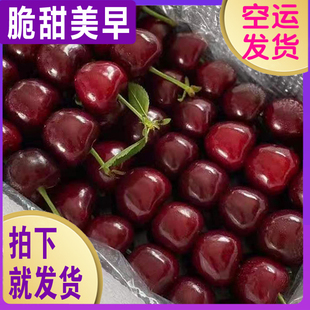 现货烟台美早大樱桃新鲜脆甜山东车厘子当季头茬水果空运包邮5斤