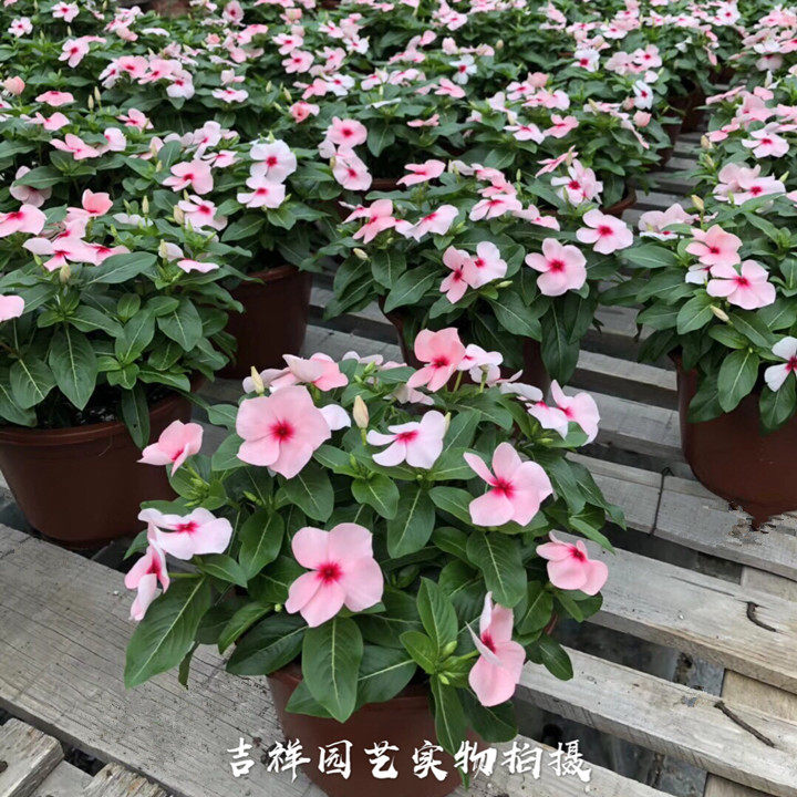 日日春盆栽 长春花花苗 紫荆花盆栽 阳台垂吊花卉 耐热 花开不断