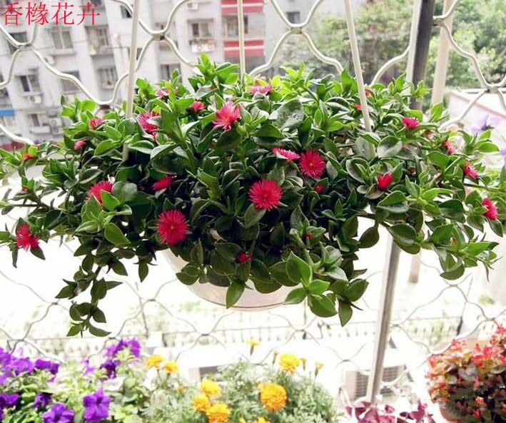 吸甲醛情人泪吊兰垂吊观花植物