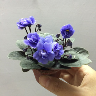 重瓣紫罗兰盆栽非洲堇花苗带花苞开花不断室内四季花卉植物除甲醛