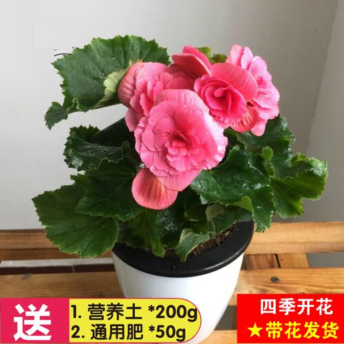 重瓣盆景植物四季海棠新品