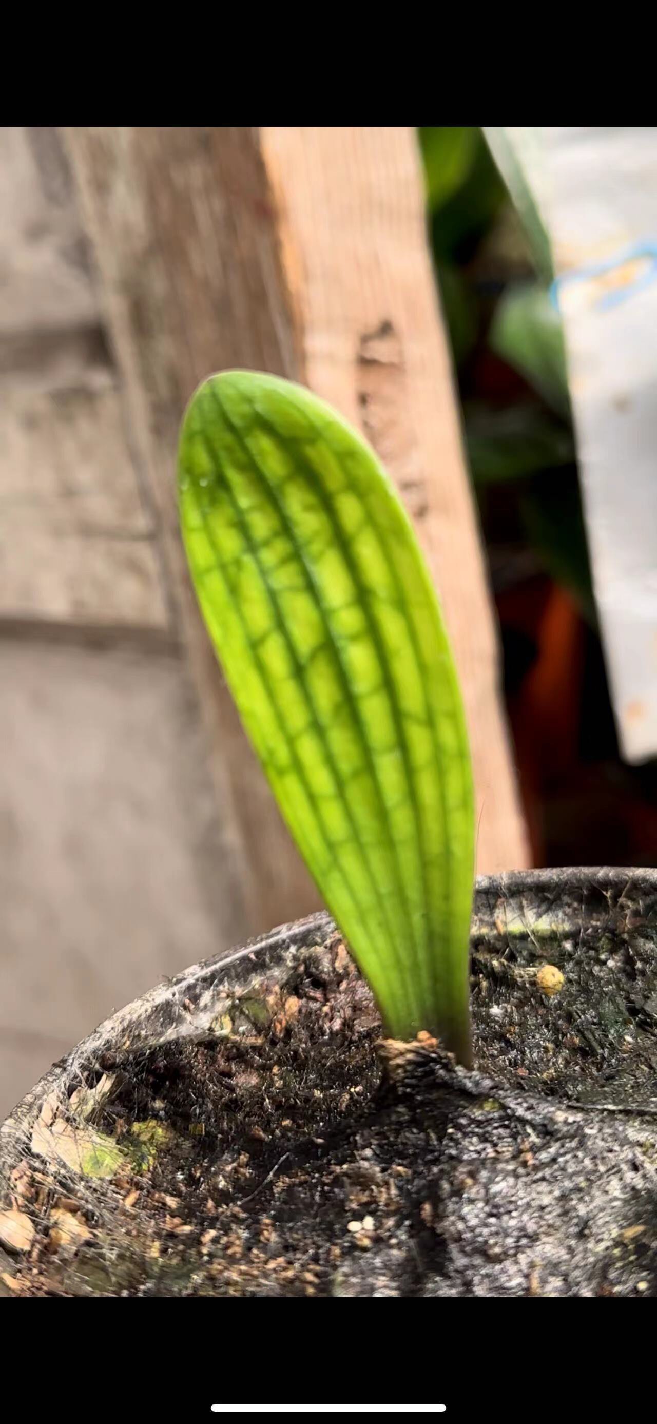 君子兰花脸1-3叶花魁子代1份3颗