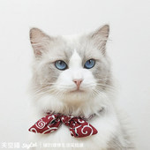 和风猫咪领结新年手工小猫饰品可爱幼猫蝴蝶结用品无声宠物项圈