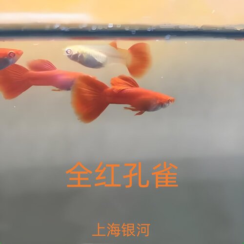全红孔雀鱼热带观赏鱼血红孔雀鱼