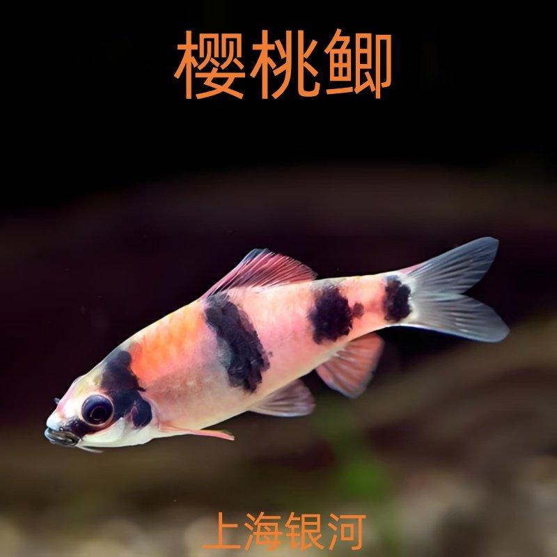 樱桃鲫钻石彩虹鲫原生冷水鱼观赏鱼印度进口中小型鱼好养活体鱼