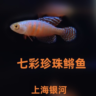 热带小型鱼观赏鱼灯鳉鱼珍珠鳉鱼