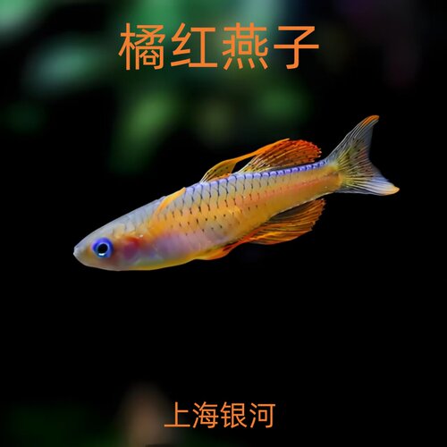 橘红燕子鱼热带灯科鱼霓虹燕子鱼