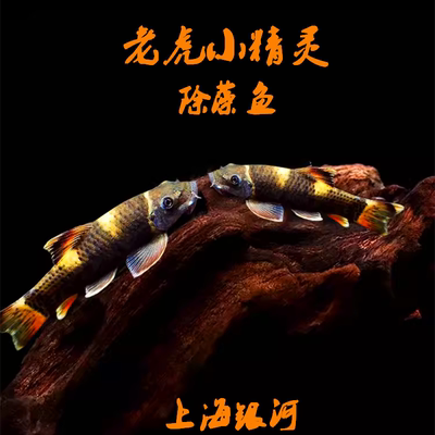 底层热带淡水除藻工具鱼好养耐活