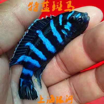 鲷鱼热带淡水颜色鲜艳观赏鱼好养