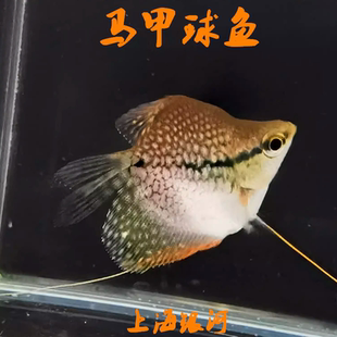 曼龙鱼珍珠黄金马甲鱼马甲球鱼丽丽鱼热带观赏鱼活体小型淡水活鱼